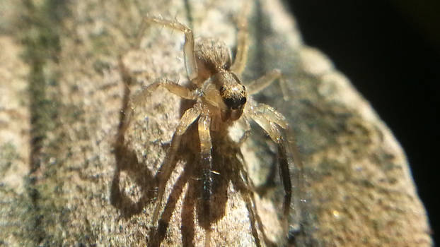 Spider under a macro lens