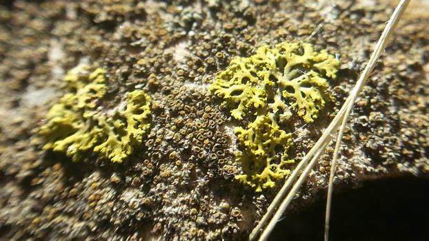 Lichen Growing on a Rock