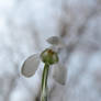 Snowdrop