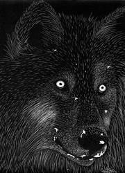 Scratchboard Wolf