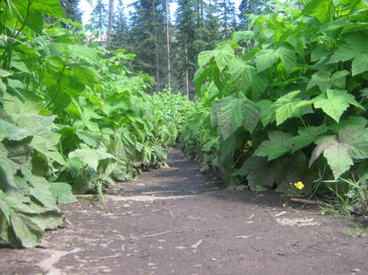 Forest of Bushes