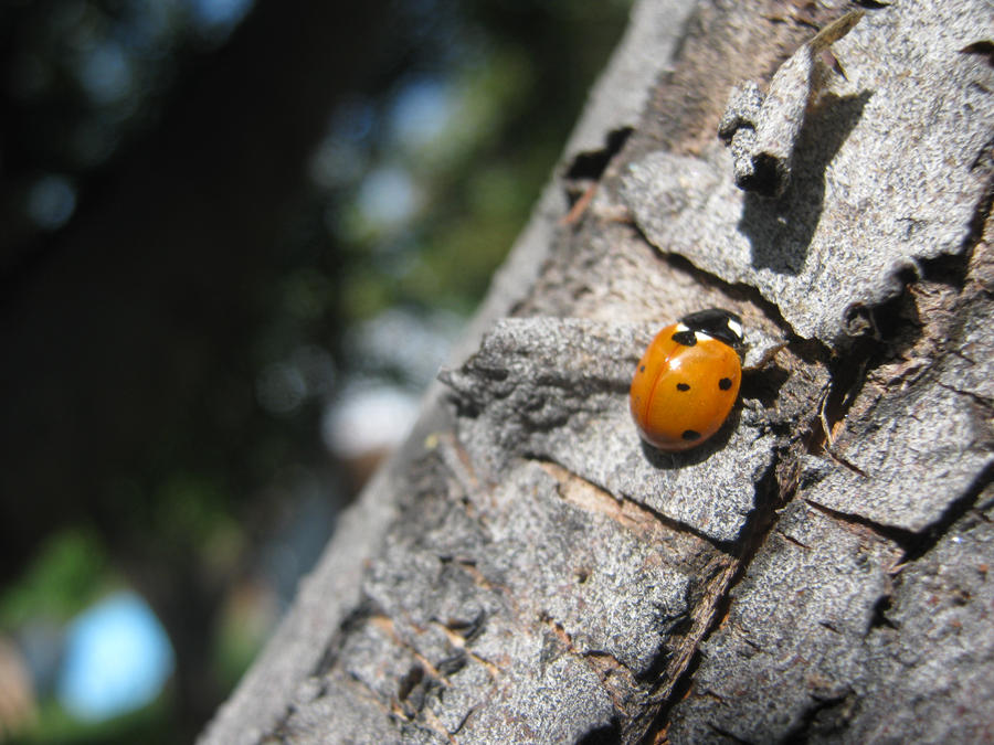 Ladybug II