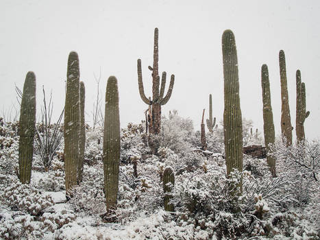 Tucson Snow IV