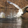 Attacking swan