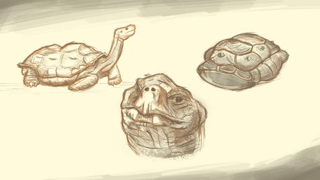 Giant Tortoise Study Sketch