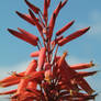 Red Flowers