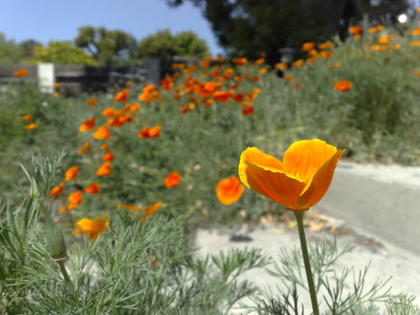 California Poppy I