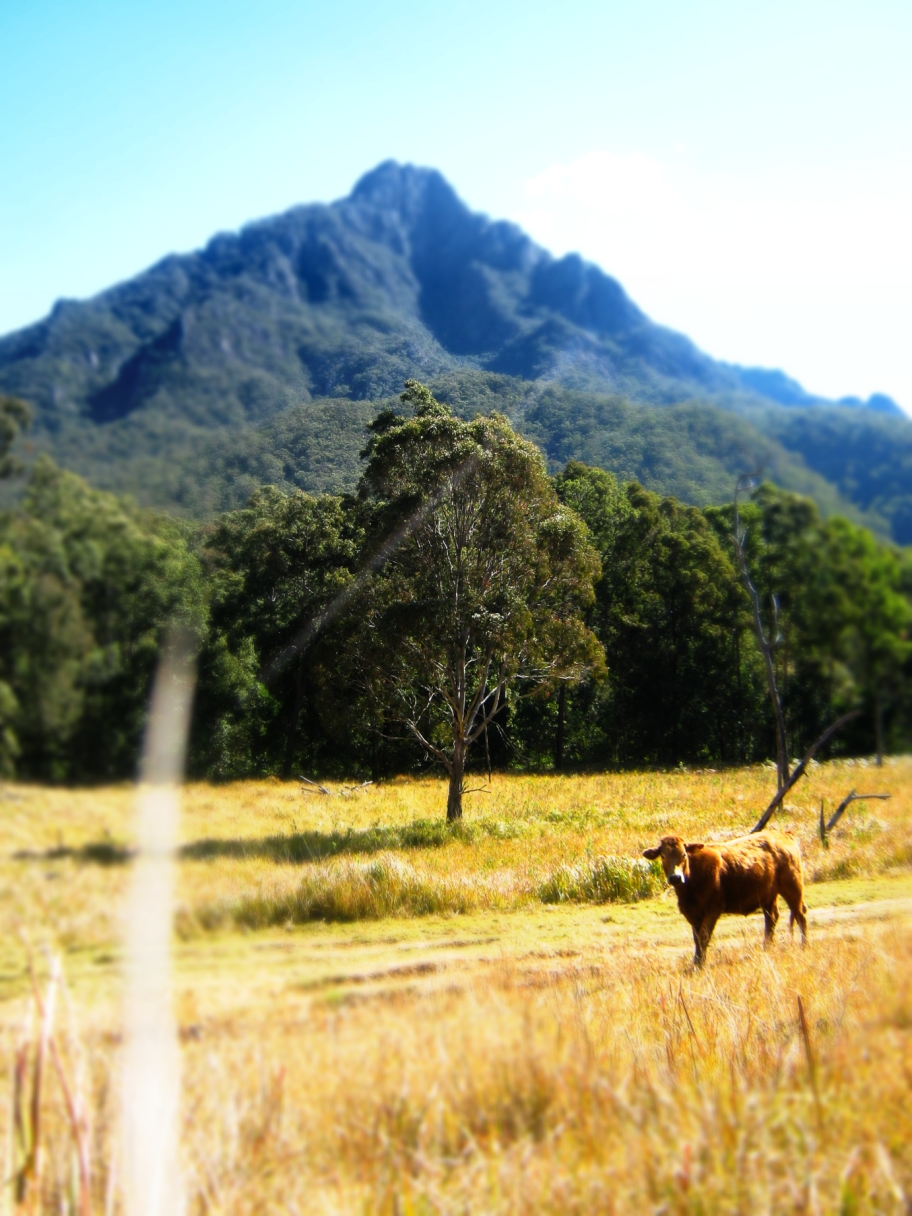 Mt Barney Cow