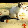 fall cat - i