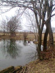 Water and Trees 2