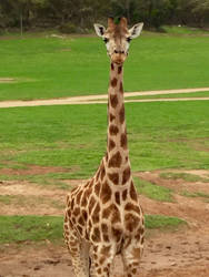 Giraffe (Yay!)