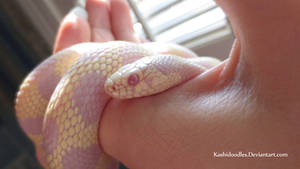 Hannibal the Kingsnake 3