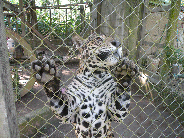 Jaguar Jaguar