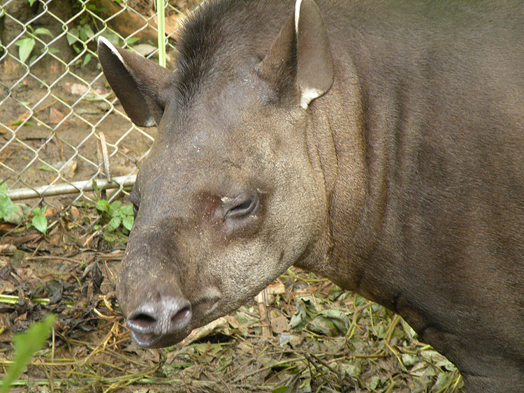 Tapir flinging nose