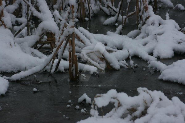 Tender Reed by chiordarkchi on DeviantArt