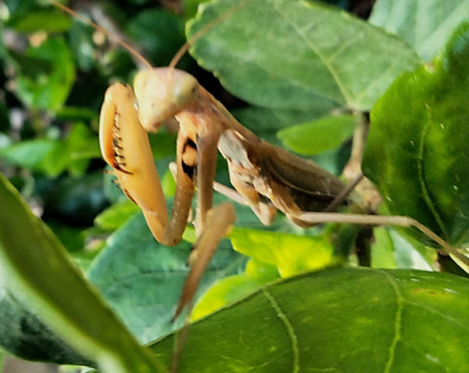 Praying Mantis by Kalk21Dawg on DeviantArt