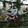 Whisker flower