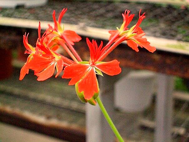 Bright red flower