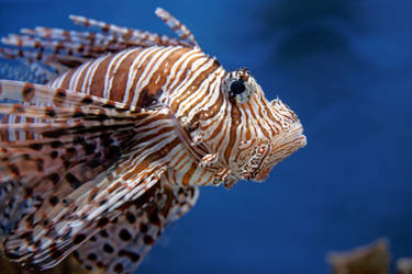 Lionfish