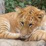 Baby Liger