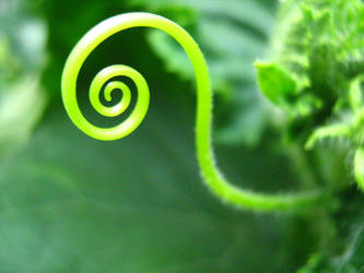 cucumber spiral