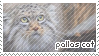 Pallas Cat Stamp