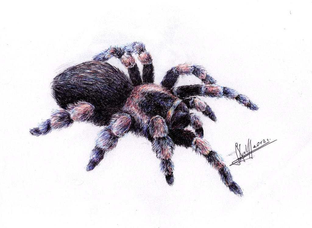 Spider Insect Deviantart Spider by unTea on DeviantArt