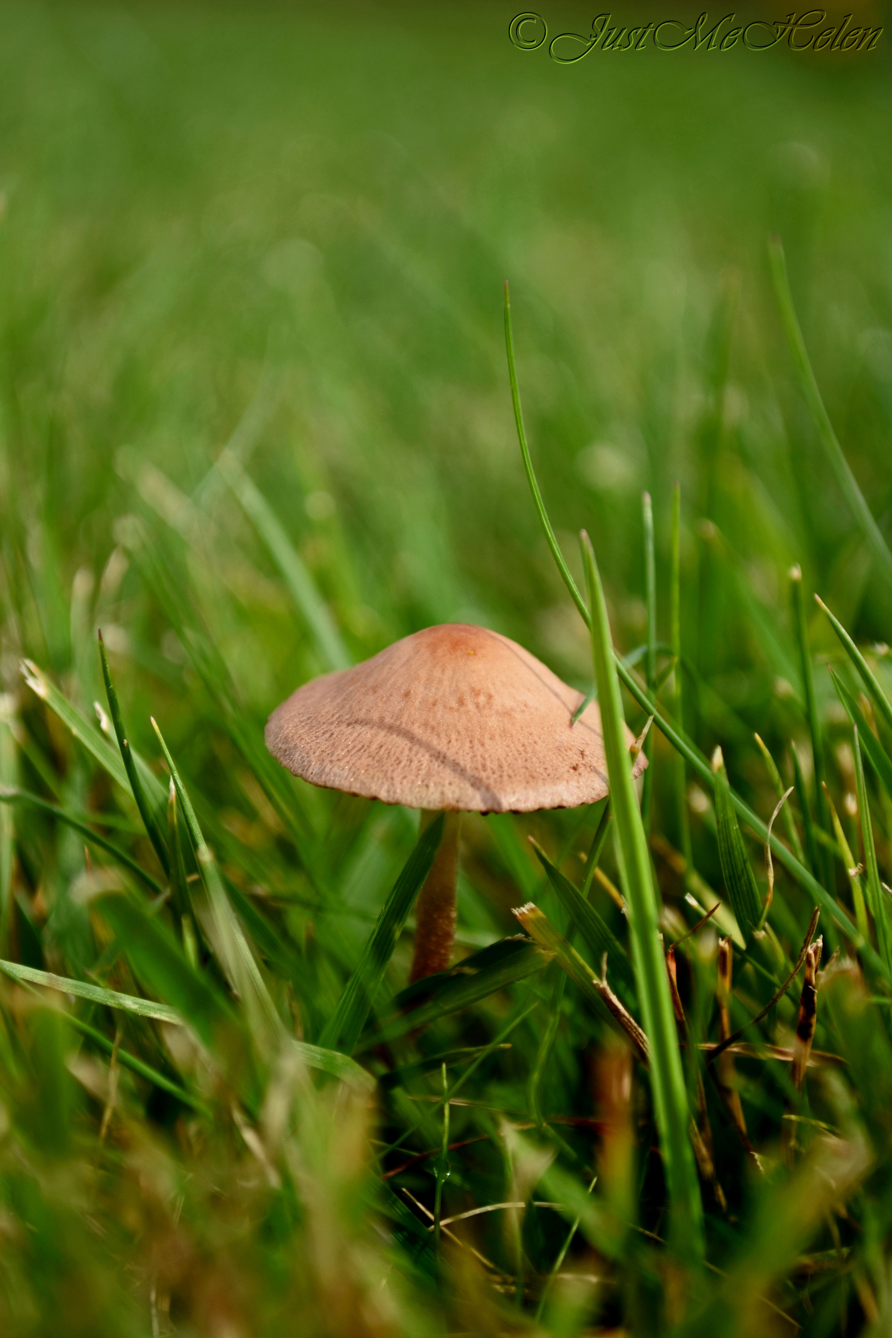 Macro Mushroom