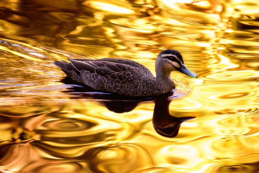 On Golden Pond