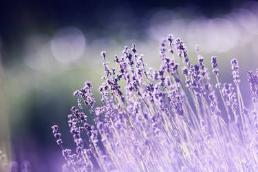 Lavender photo /not AI/