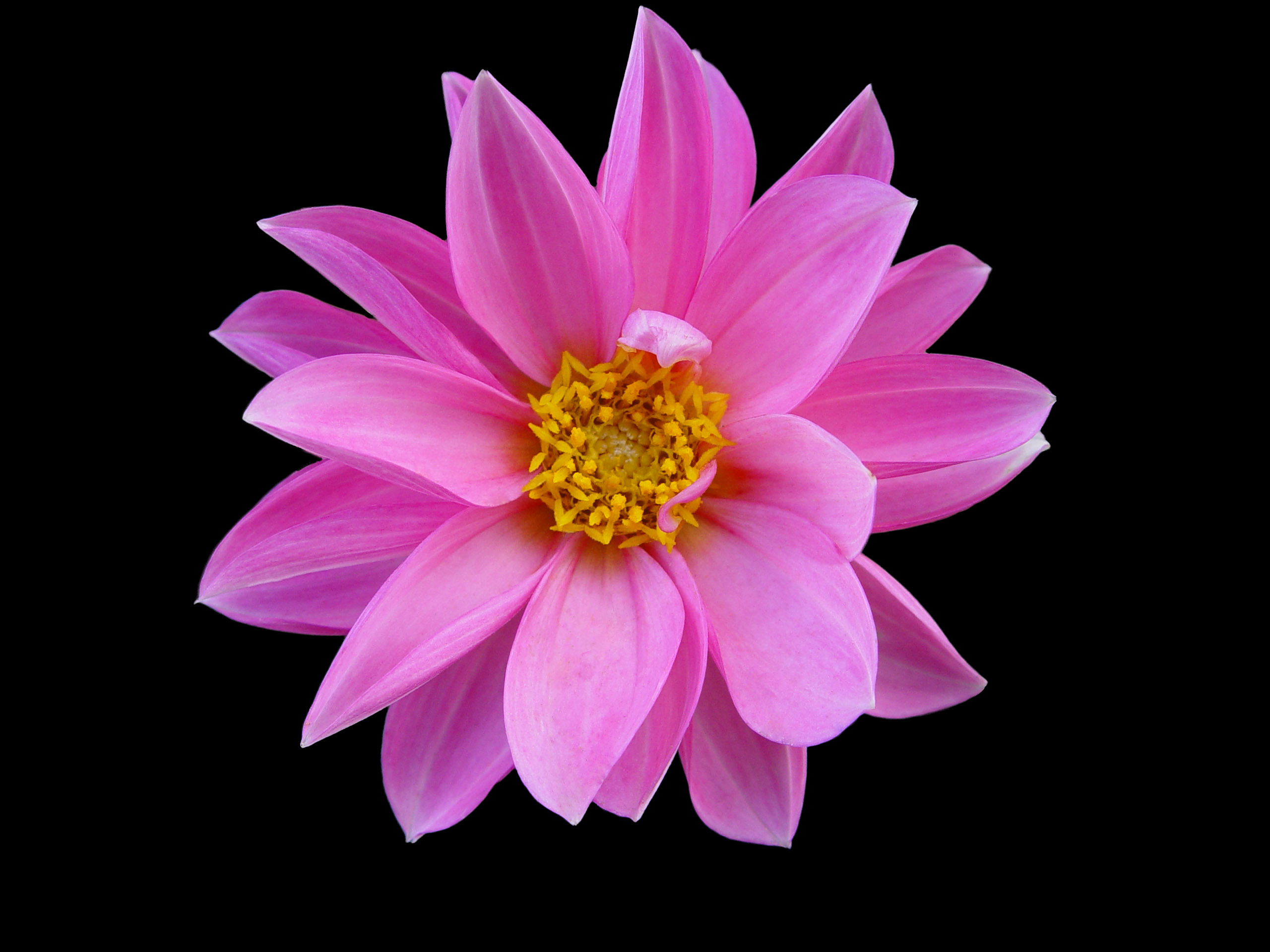 Pink Flower by Livinus on DeviantArt