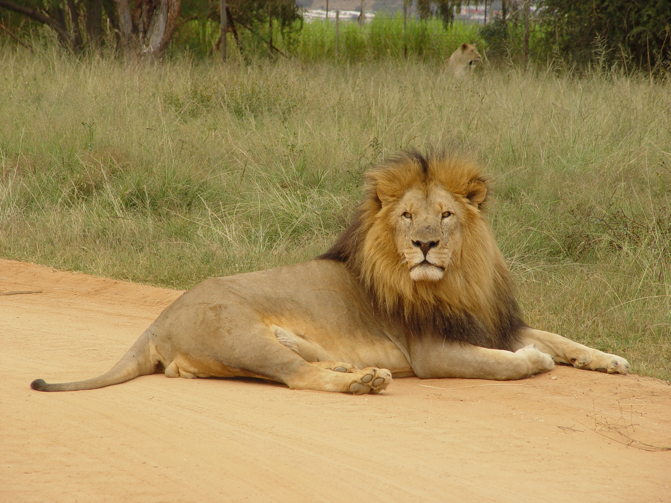 lazy lion