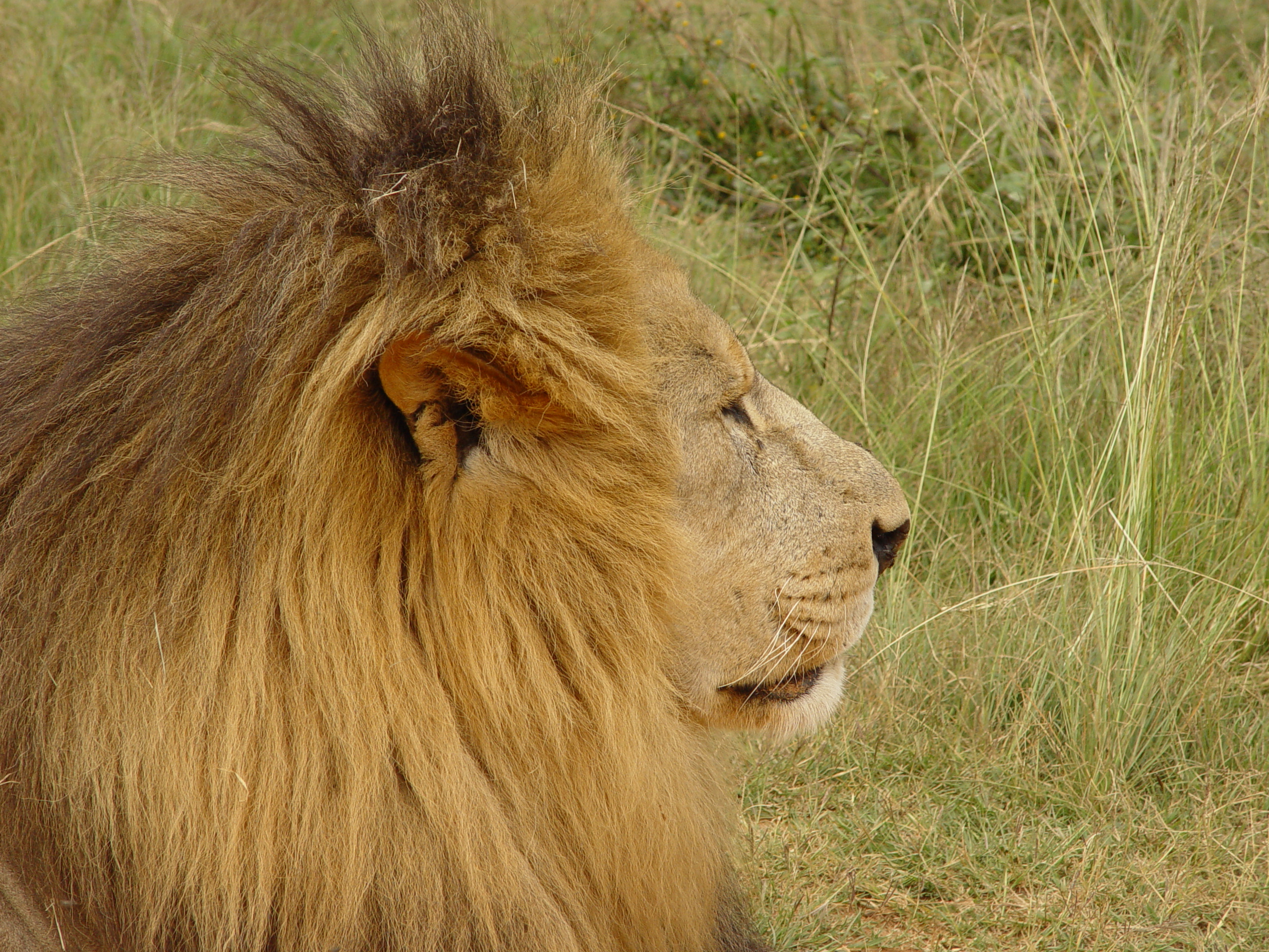 Lion Side Shot