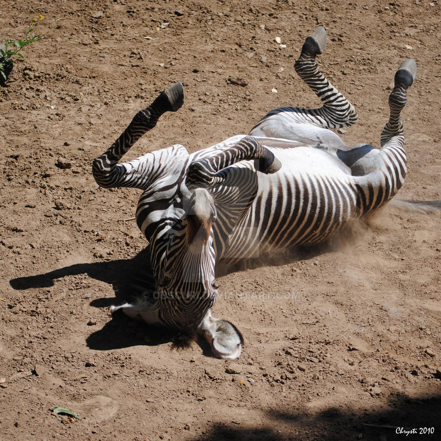 Rock-n-Roll Zebra