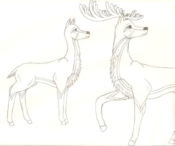 Antelope Deer