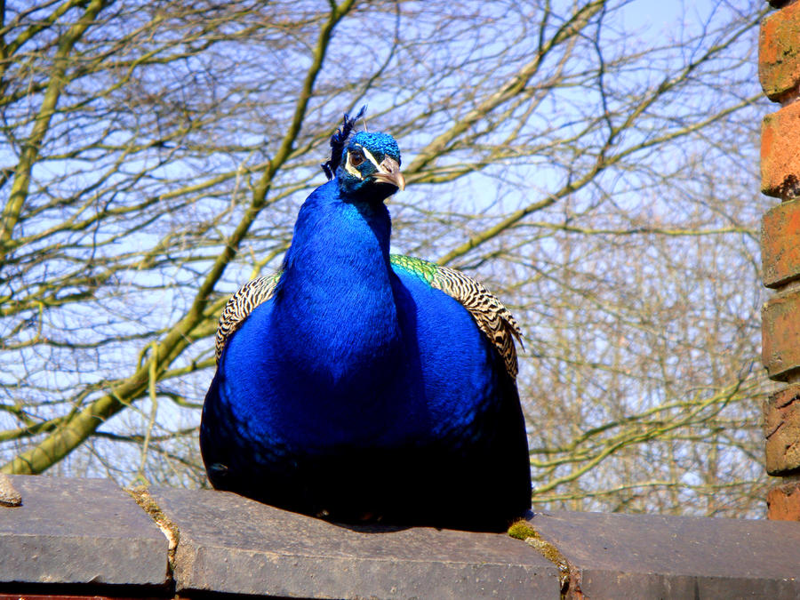 Peacock