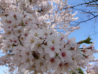 CHERRY BLOSSOM