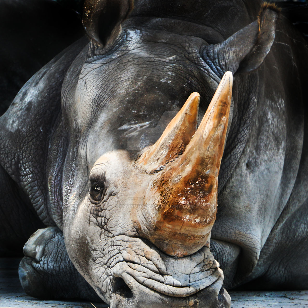 Rhino by PMSingTiger on DeviantArt