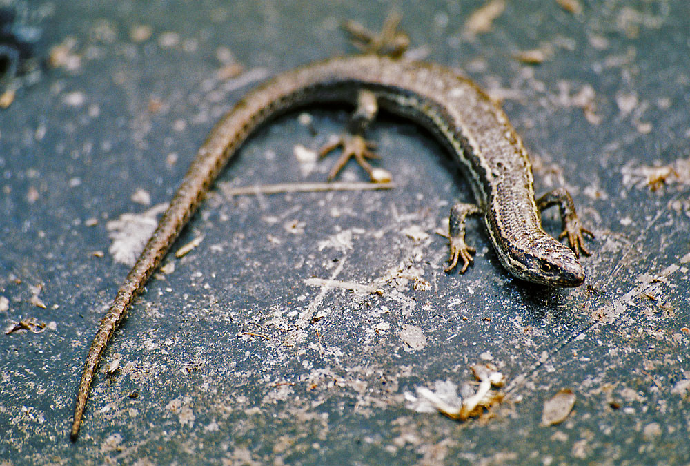 Backyard Lizard