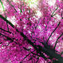 Pink tree.