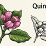 Quince-vector-flower-illustrator-tutorial