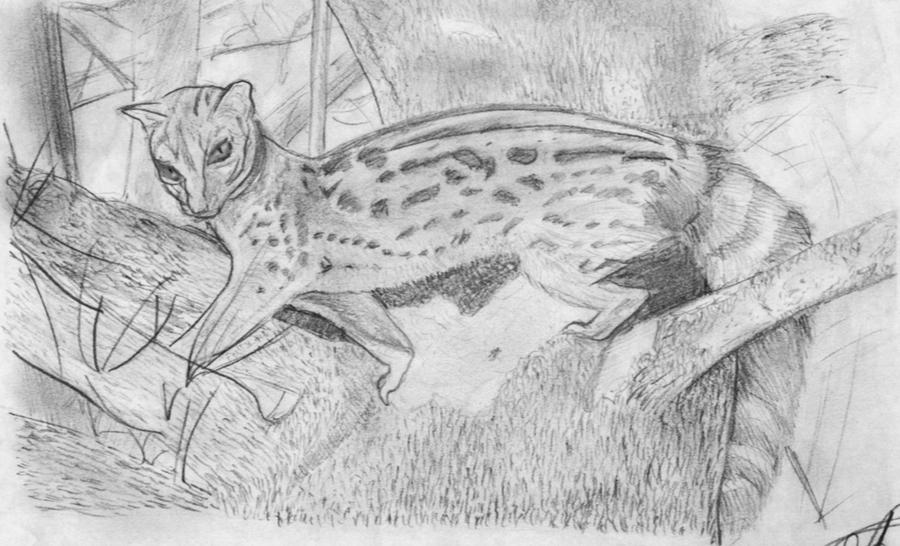 Genet by FrankRost on DeviantArt