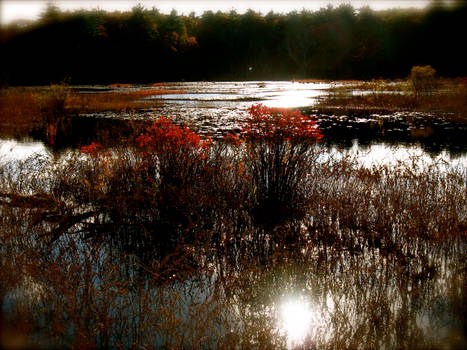 Sun On Cranberry Bog