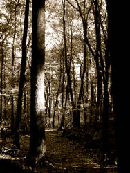 Woods In Sepia