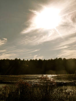 Sunshine Over Cranberry Bog