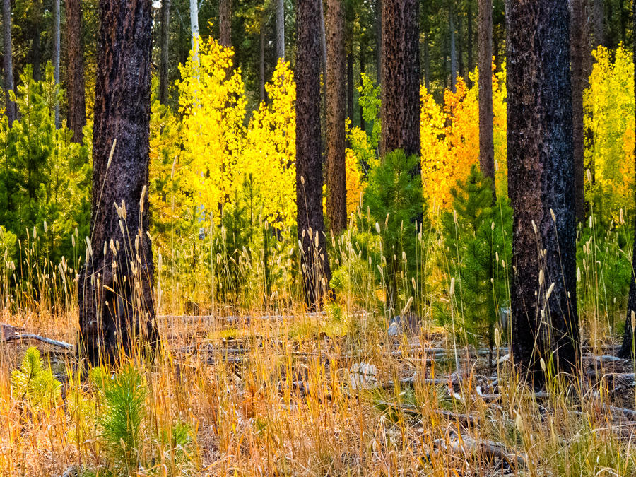 Fall Trails