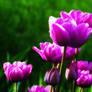 Purple Tulips