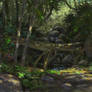 Rainforest