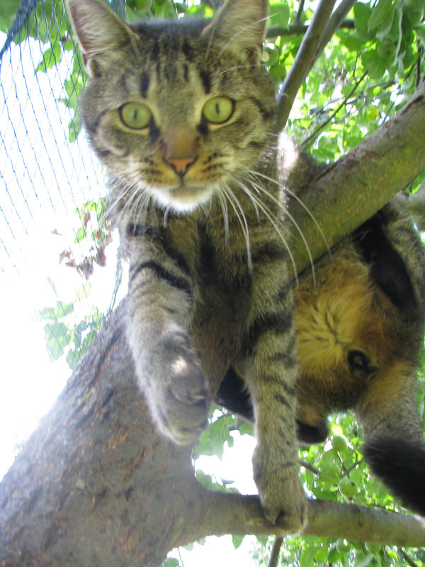 Cat in tree