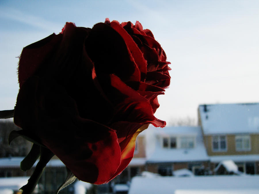 A Rose on a Wintersday